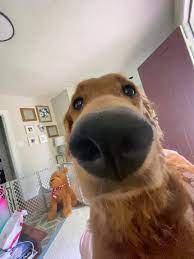 This is a funny Dog